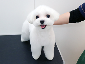 神奈川に近い東京町田のブリーダーKAKOでトリミングしたマルチーズ